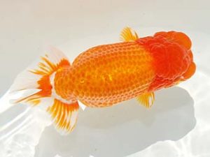 房総らんちう会　立行司　君塚一博　夷隅郡大多喜町