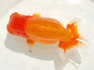 房総らんちう会　取締一　高地成弥　荒川区