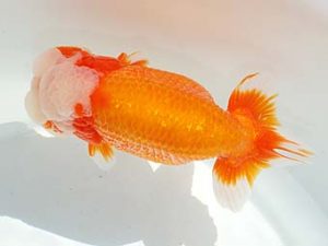 房総らんちう会　取締二　君塚一博　夷隅郡大多喜町