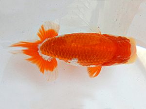 金魚文化連合会　東大関　松田力三　浜松市