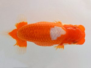 金魚文化連合会　西大関　村上芳弘　名古屋市