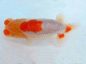 金魚文化連合会　立行司　伊藤政美　海部郡