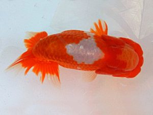 金魚文化連合会　取締一　三村和一　津市