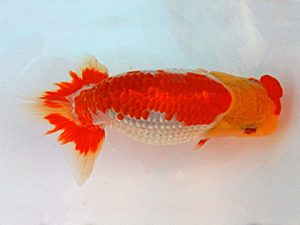 金魚文化連合会　取締二　井上廣太　常滑市