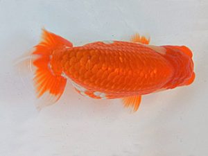 金魚文化連合会　東大関　大野　稔　名古屋市