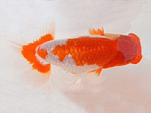 金魚文化連合会　西大関　須田秀基　名古屋市