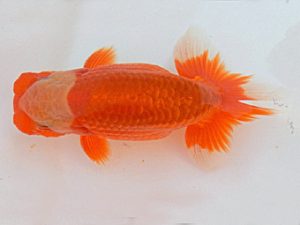 金魚文化連合会　取締一　茂木　彰　湖西市