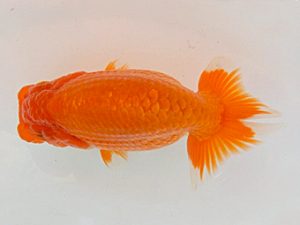 金魚文化連合会　取締二　村上芳弘　名古屋