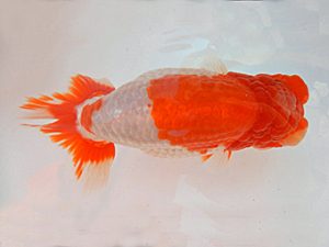 金魚文化連合会　西大関　都築俊行　安城市