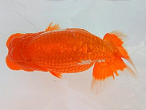 金魚文化連合会　取締一　伊藤高宏　名古屋市