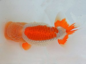 金魚文化連合会　取締二　前田芳樹　津市