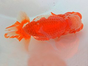 金魚文化連合会　東大関　杉江拓郎　岐阜市