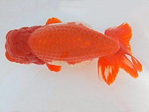 金魚文化連合会　立行司　杉江拓郎　岐阜市