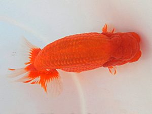 金魚文化連合会　取締二　荒井実明　西尾市