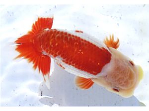 銚子愛魚会　東大関　植村　薫　銚子市