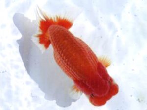 銚子愛魚会　西大関　宮川正勝　銚子市