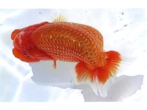 銚子愛魚会　立行司　宮川正勝　銚子市