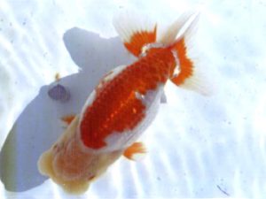 銚子愛魚会　取締一　市川武男　銚子市