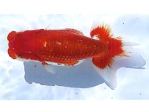 銚子愛魚会　取締二　海老忠雄　銚子市