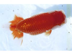 銚子愛魚会　東大関　白鳥恵一　いすみ市