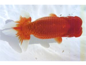 銚子愛魚会　西大関　市川武男　銚子市