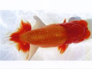 銚子愛魚会　立行司　宮川正勝　銚子市