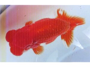 銚子愛魚会　取締一　宮川正勝　銚子市