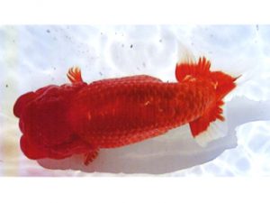 銚子愛魚会　取締二　植村　薫　銚子市