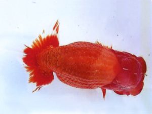 銚子愛魚会　東大関　宮川正勝　銚子市