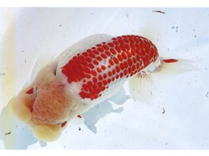 銚子愛魚会　西大関　宮川正勝　銚子市