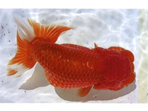 銚子愛魚会　立行司　市川武男　銚子市