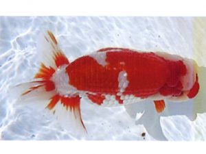 銚子愛魚会　取締一　白鳥恵一　いすみ市