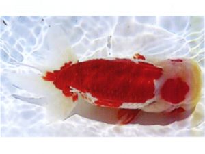 銚子愛魚会　取締二　植村　薫　銚子市