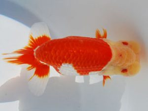 常陸らんちう会　東大関　荻谷達夫　水戸市