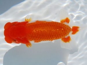 常陸らんちう会　西大関　古川延宏　栃木市