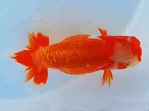 常陸らんちう会　東取締　黒澤義男　ひたちなか市