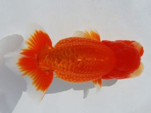 常陸らんちう会　西取締　藤田達也　東海村