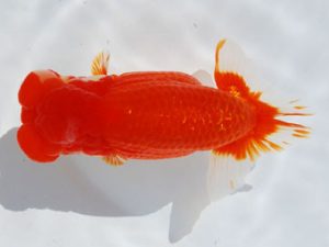 常陸らんちう会　東大関　荻谷冨士夫　水戸市