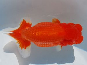 常陸らんちう会　西大関　実川久志　千葉市