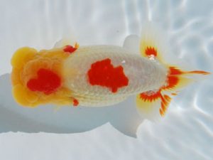 常陸らんちう会　立行司　吉岡　教　いわき市