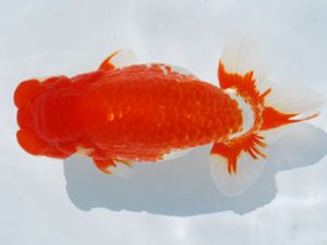 常陸らんちう会　東取締　花田国昭　上尾市