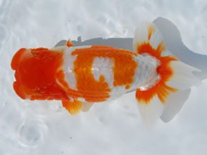 常陸らんちう会　西取締　中村正志　前橋市