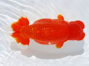 常陸らんちう会　東大関　荻谷冨士夫　水戸市