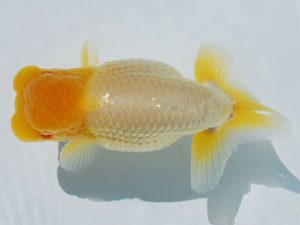 常陸らんちう会　西大関　大津善人　石岡市