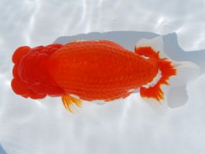 常陸らんちう会　立行司　黒澤義男　ひたちなか市