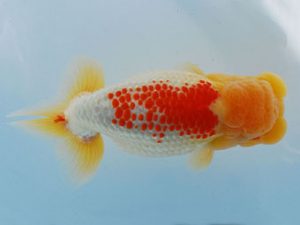 常陸らんちう会　東取締　吉岡　教　いわき市