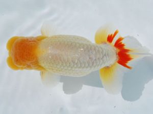 常陸らんちう会　西取締　吉岡　教　いわき市