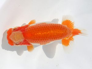 稲沢金鱗会　西大関　都築正典　常滑市