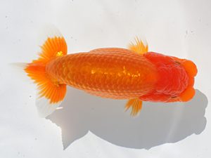 稲沢金鱗会　東取締　鎌田芳男　稲沢市