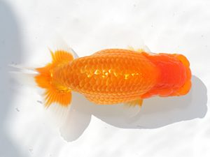 稲沢金鱗会　西取締　植田春寿　稲沢市